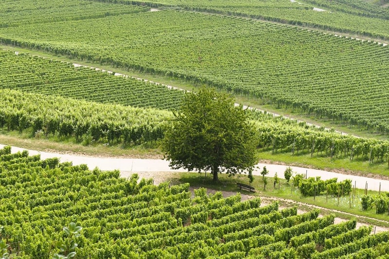 Grape Harvest Events